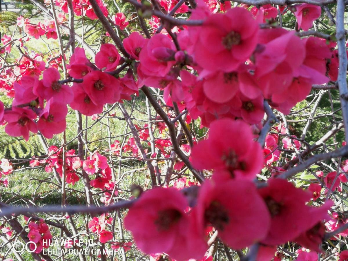 B&B Fiori Di Pesco 페틸리아 외부 사진